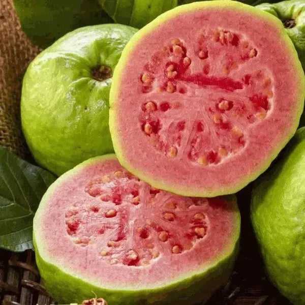 Koo Guava Halves in Syrup 410g can for fruit salads and desserts